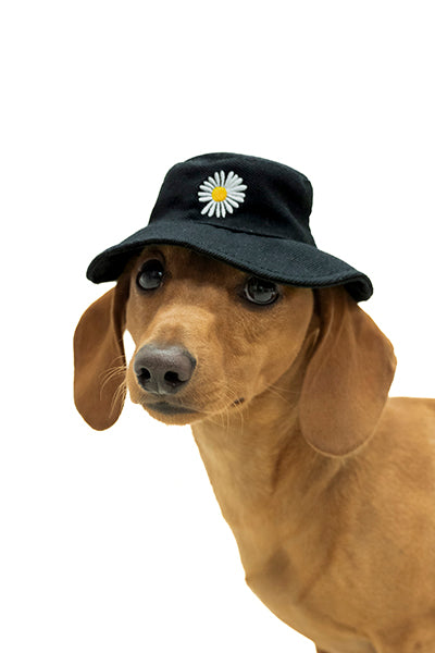 Bucket Hat for Pet Chicot BLACK