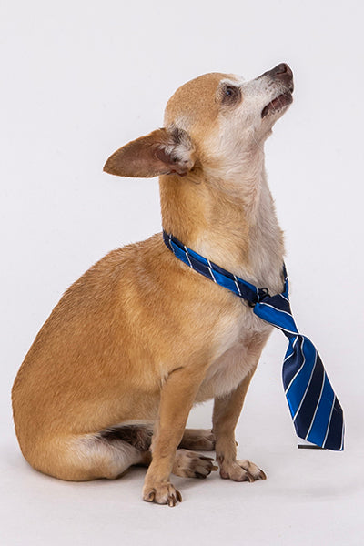 Corbata Para Mascota Rayada Chica AZUL